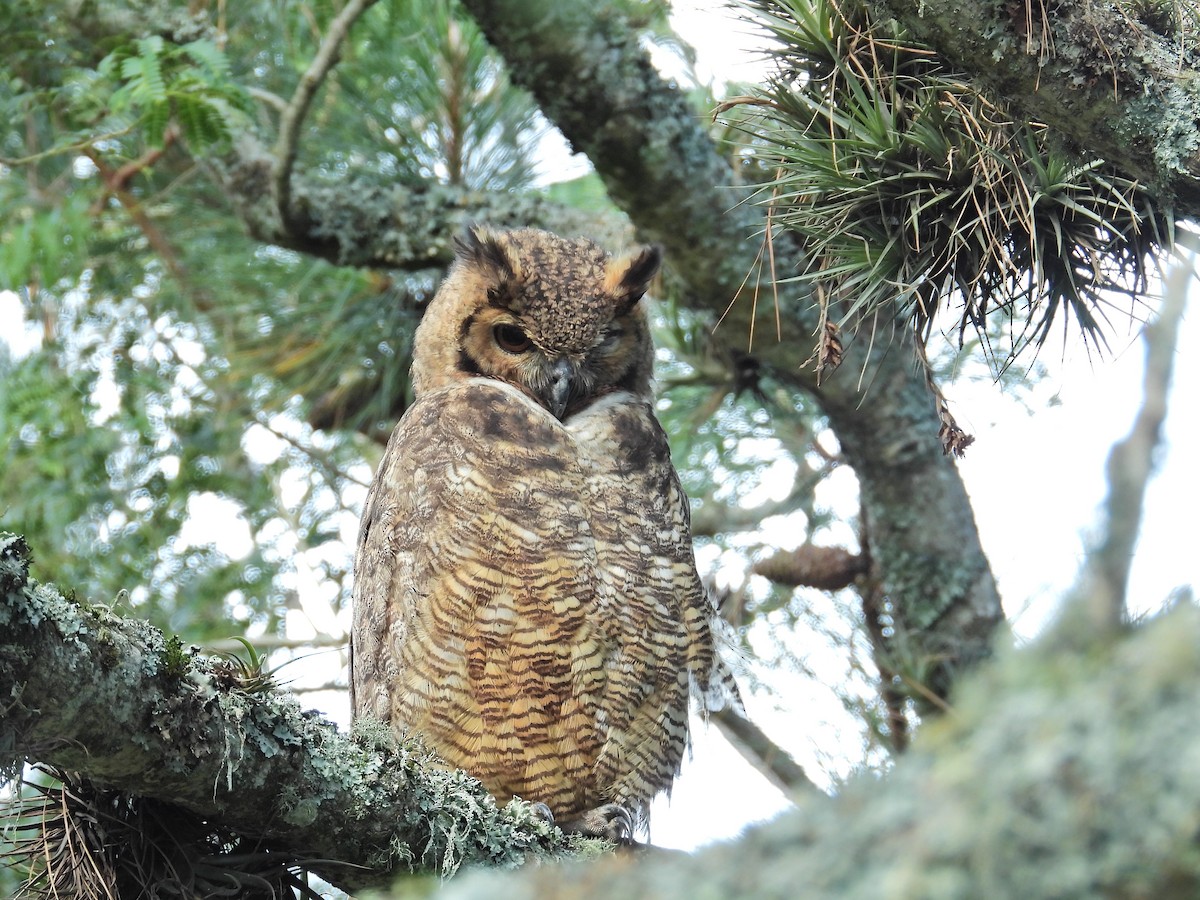 Great Horned Owl - Alejandra Pons