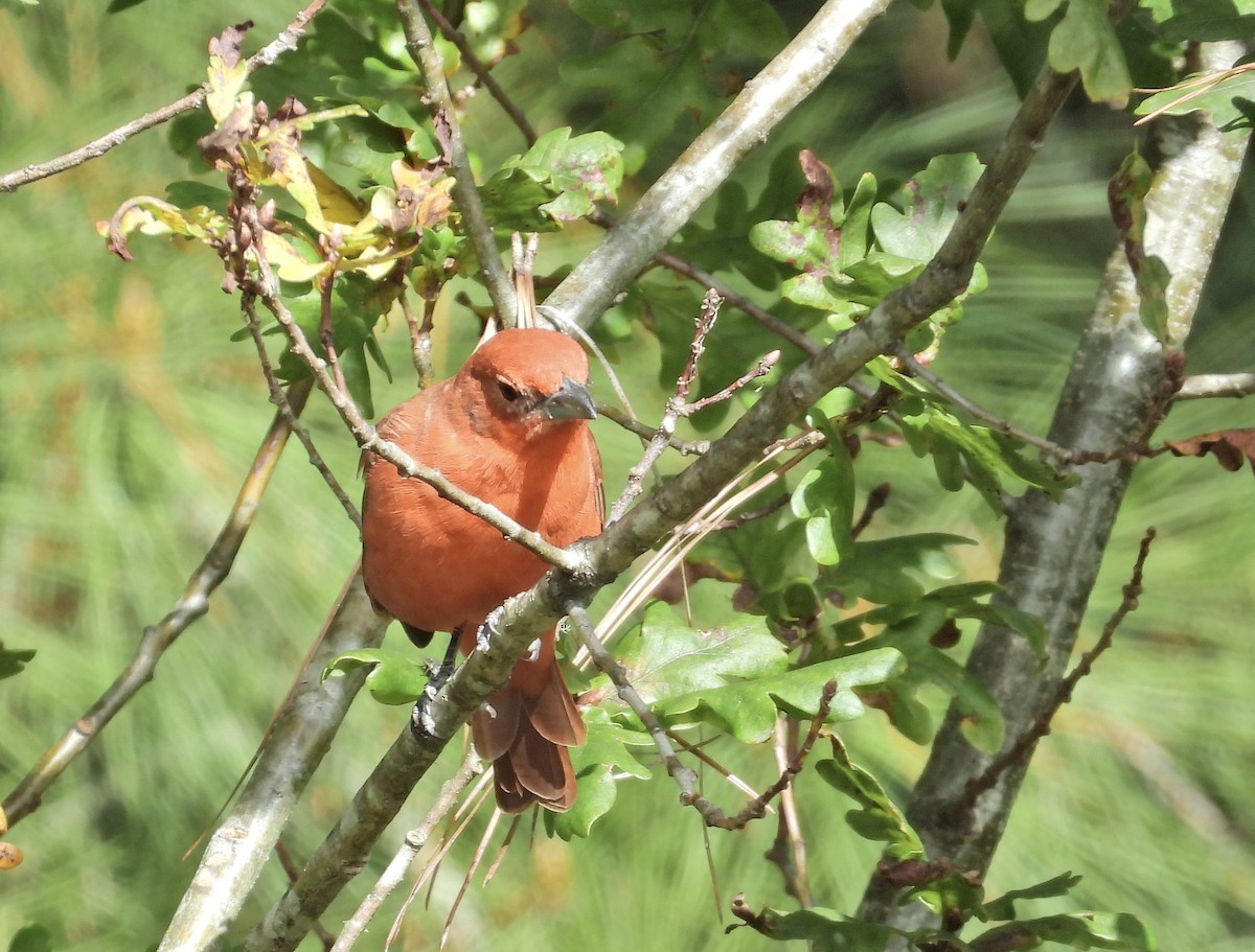 Hepatic Tanager - ML617978971