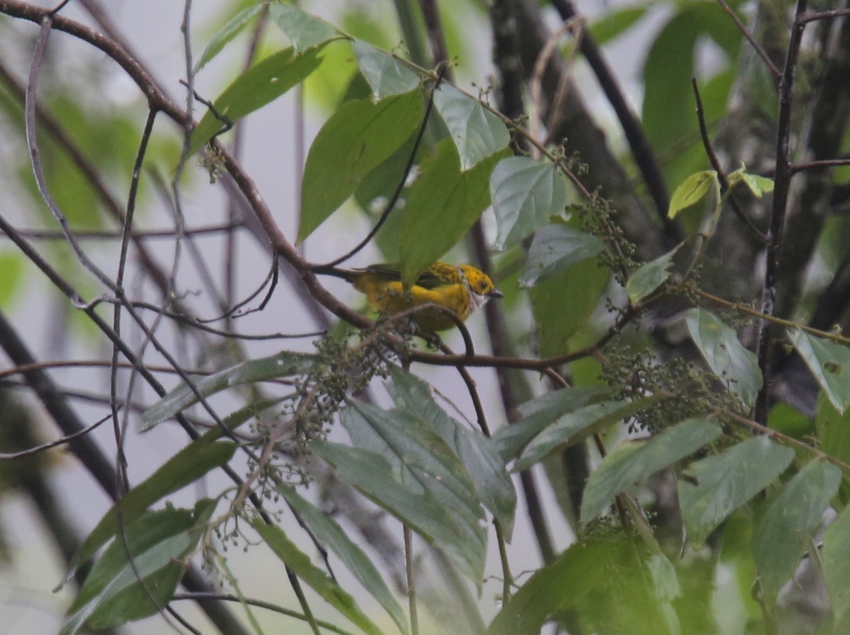 Silver-throated Tanager - ML617978980