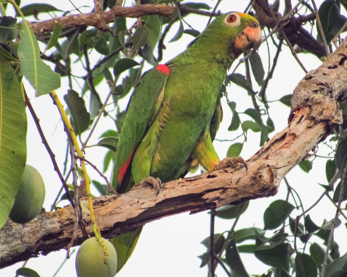 Yellow-crowned Parrot - ML617978986