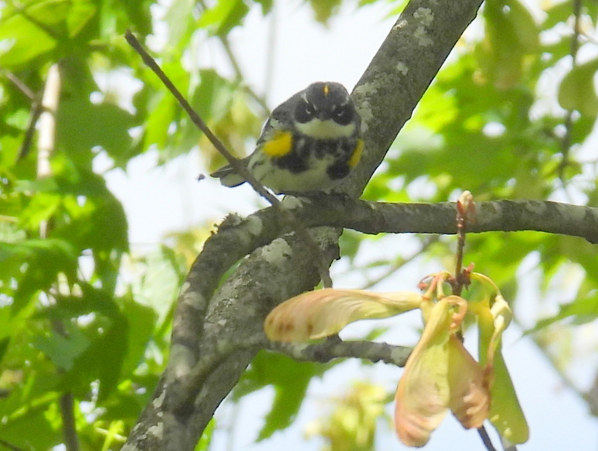 Yellow-rumped Warbler (Myrtle) - ML617979002