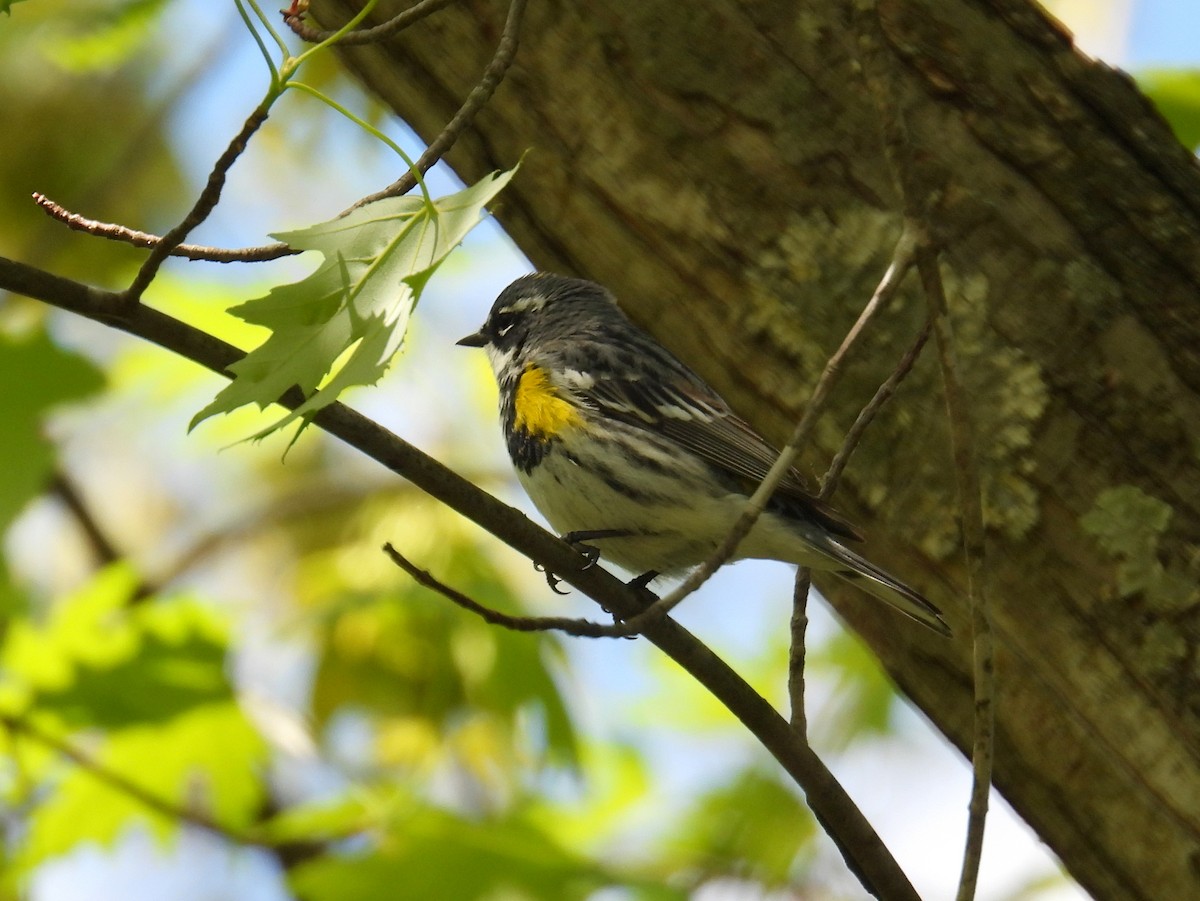 Yellow-rumped Warbler (Myrtle) - ML617979004
