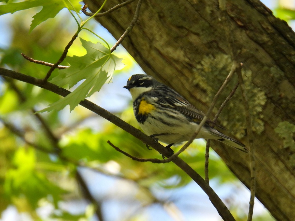 Yellow-rumped Warbler (Myrtle) - ML617979006
