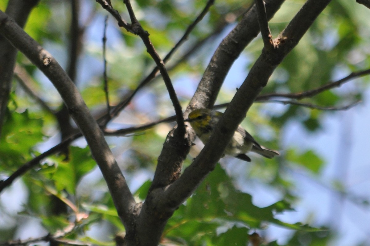 Black-throated Green Warbler - ML617979035