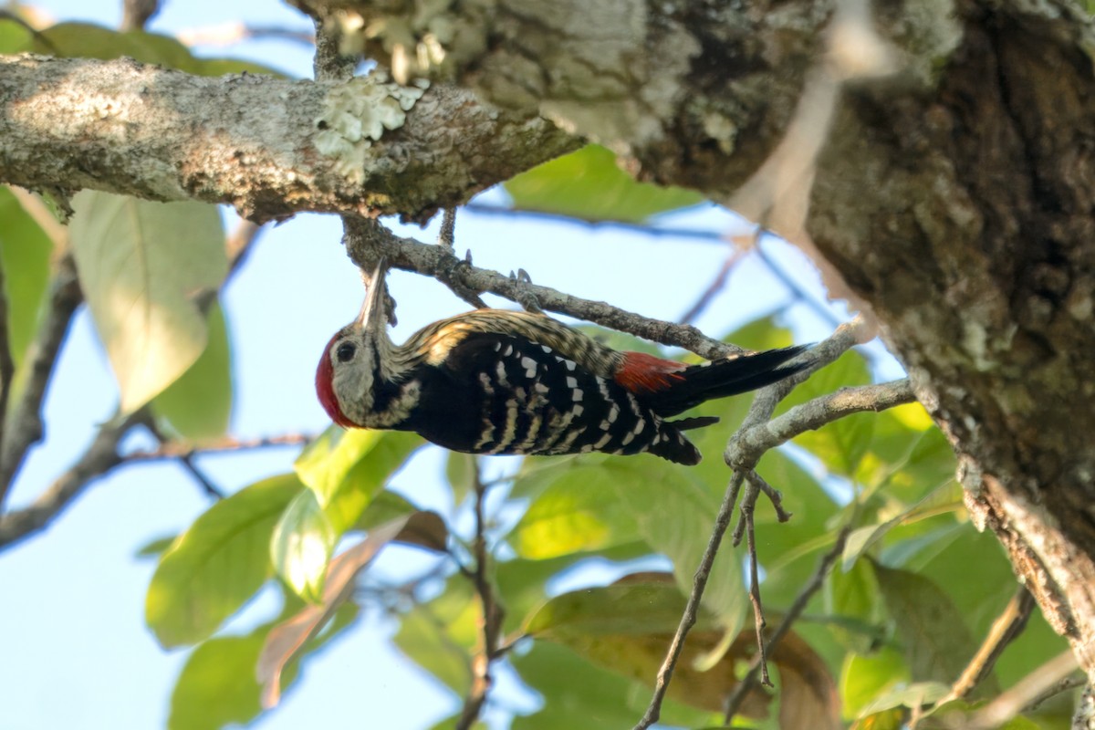 Stripe-breasted Woodpecker - ML617979040