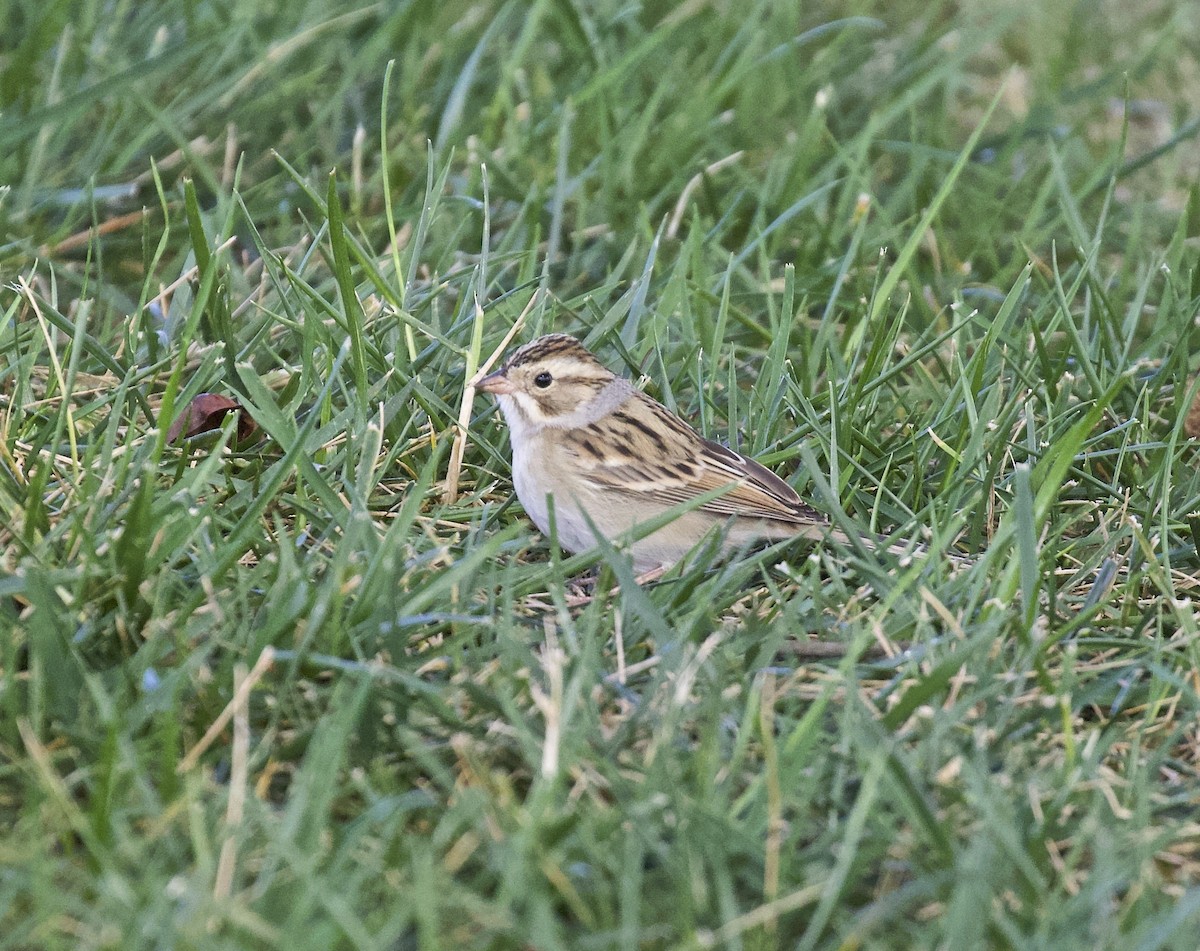Clay-colored Sparrow - ML617979042