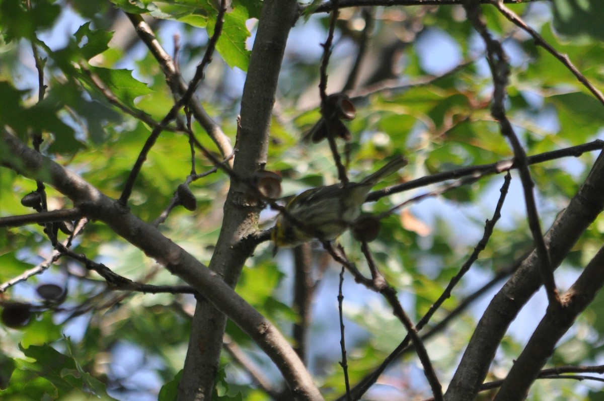 Black-throated Green Warbler - ML617979080