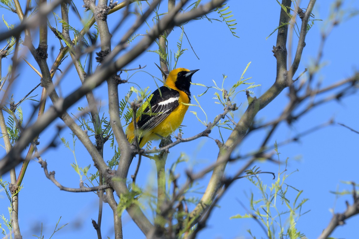 Hooded Oriole - Michael Smith