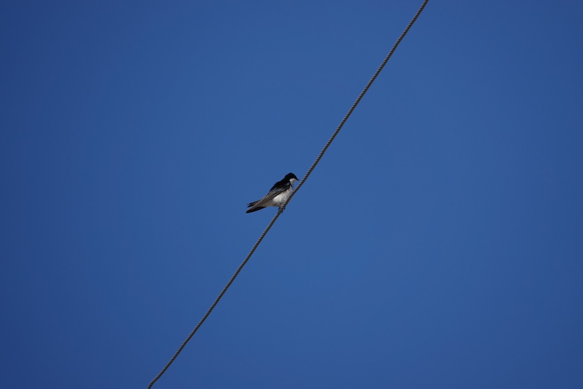 Tree Swallow - ML617979097