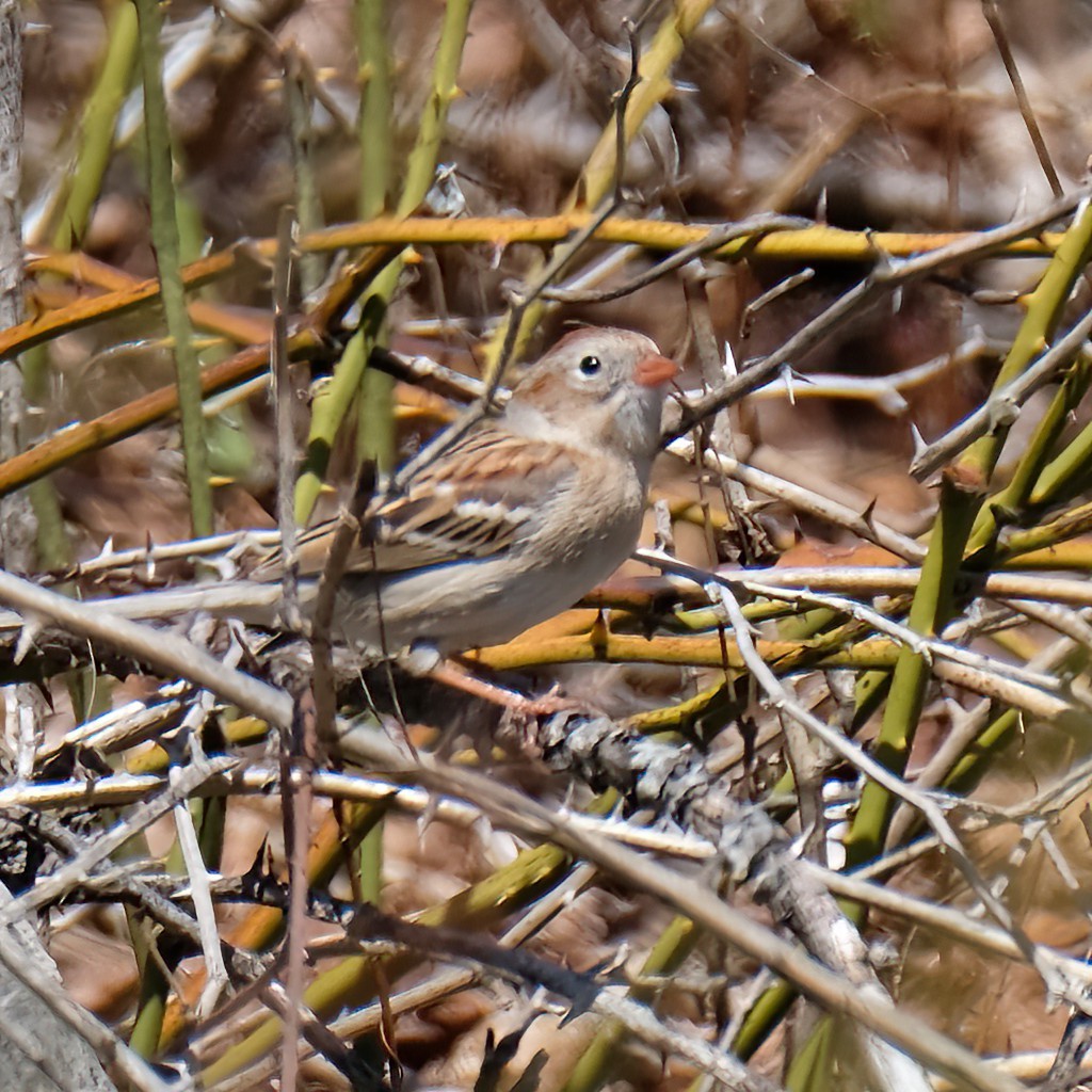 Field Sparrow - ML617979101