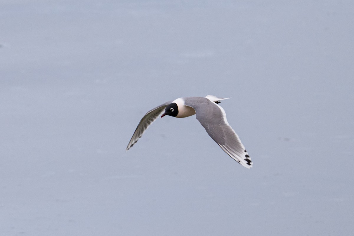 Franklin's Gull - Michael Carion
