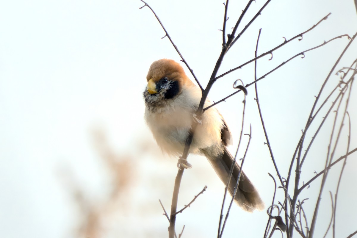 Spot-breasted Parrotbill - S Kanchan