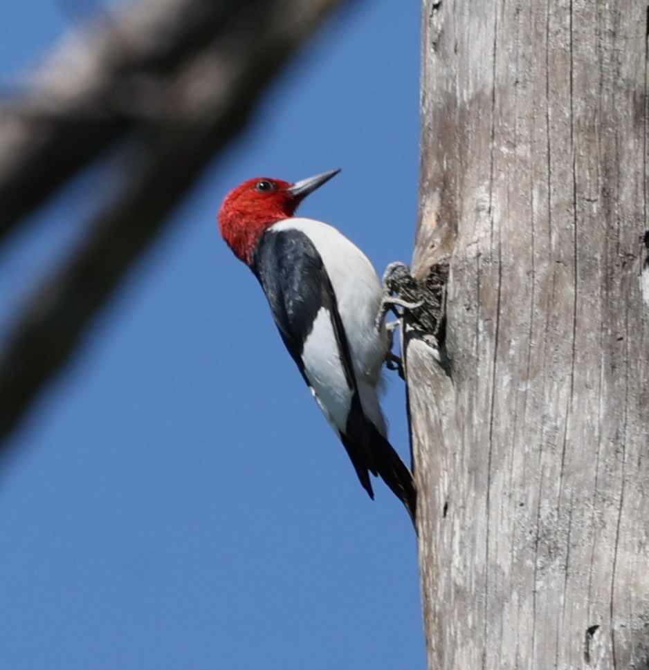 Red-bellied Woodpecker - Gerry Lebing