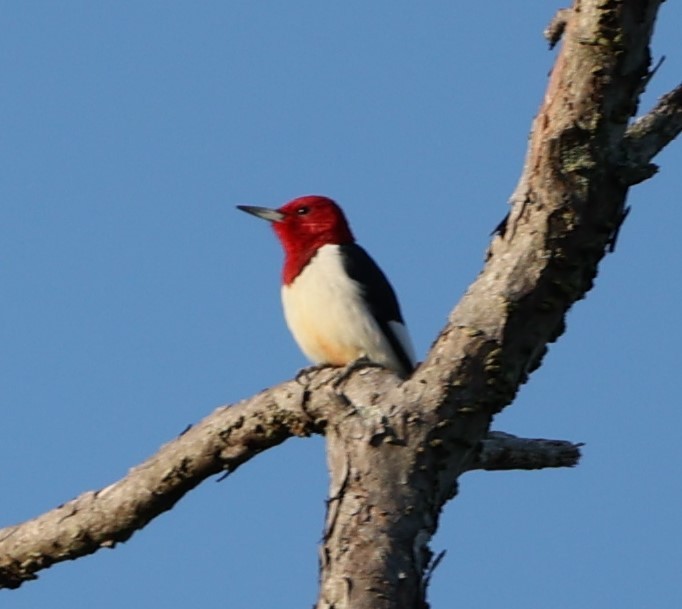 Red-headed Woodpecker - Gerry Lebing