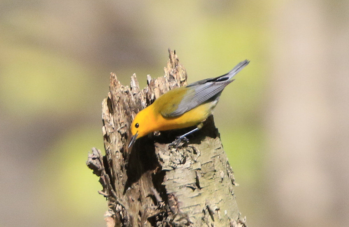 Prothonotary Warbler - ML617979194