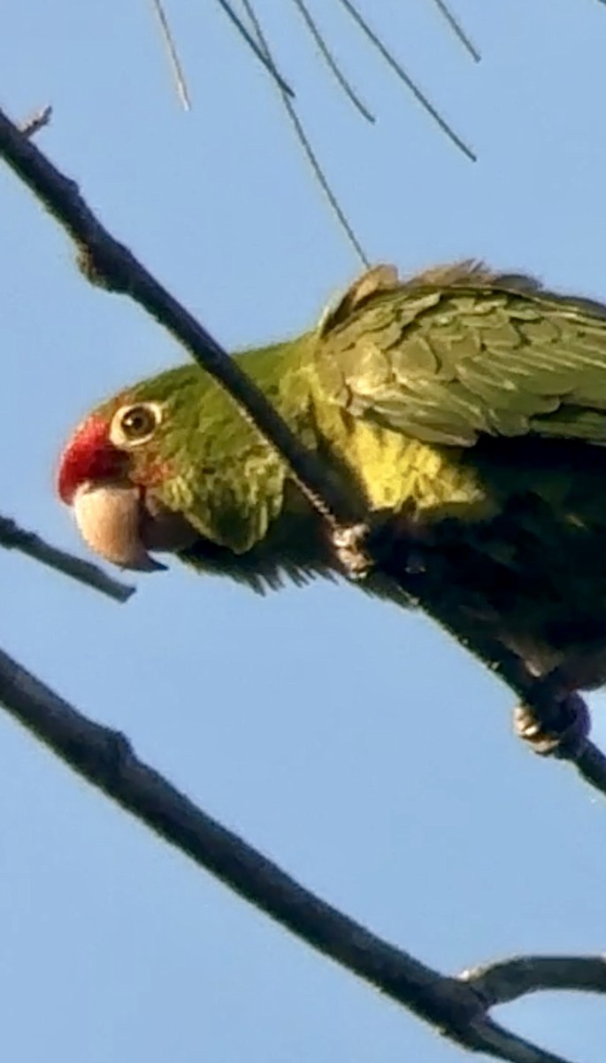Mitred Parakeet - Soule Mary