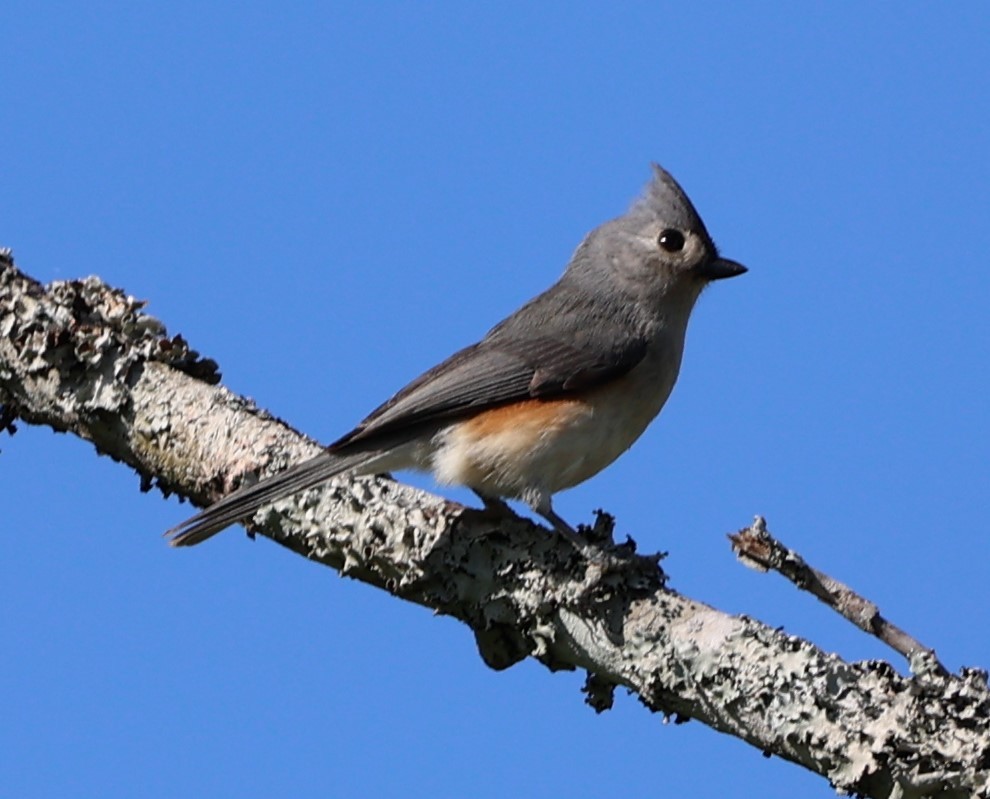 Tufted Titmouse - Gerry Lebing
