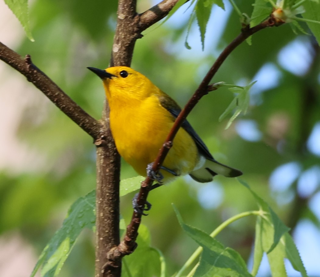 Prothonotary Warbler - Gerry Lebing
