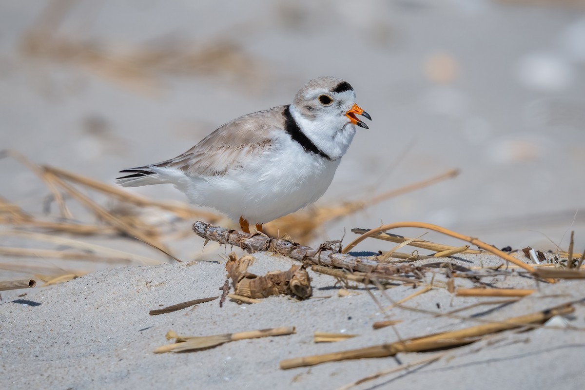 Piping Plover - ML617979237
