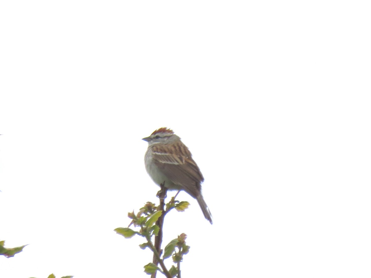 Chipping Sparrow - ML617979289