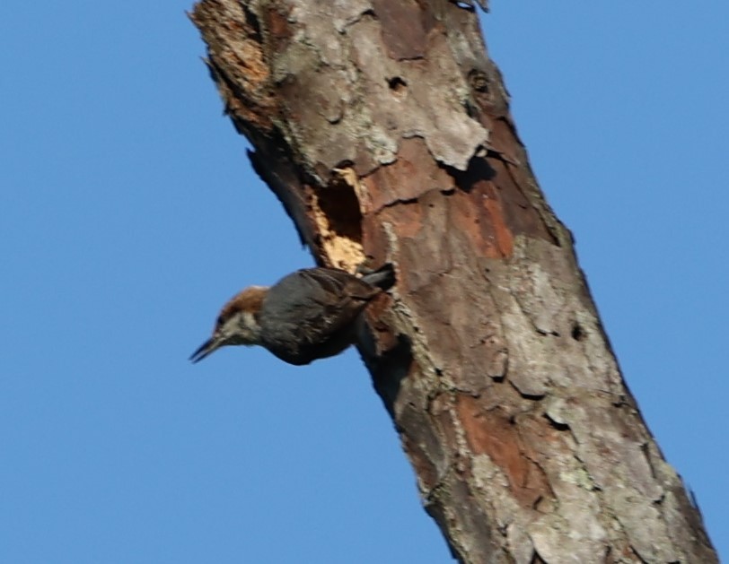 Brown-headed Nuthatch - ML617979295