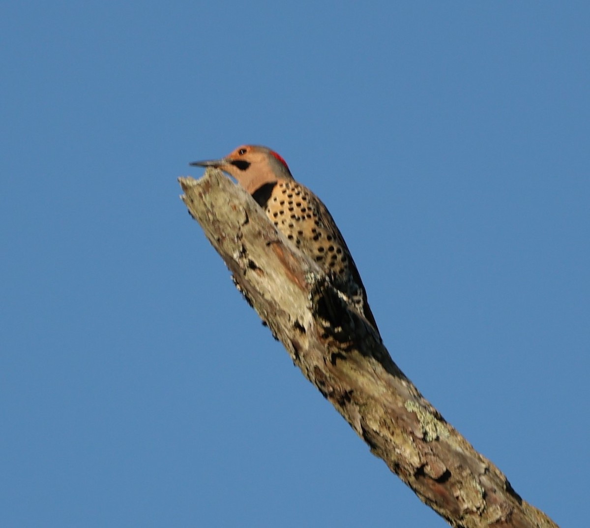 Northern Flicker (Yellow-shafted) - Gerry Lebing