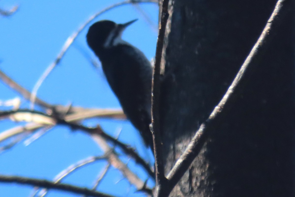 Black-backed Woodpecker - Robert Keereweer