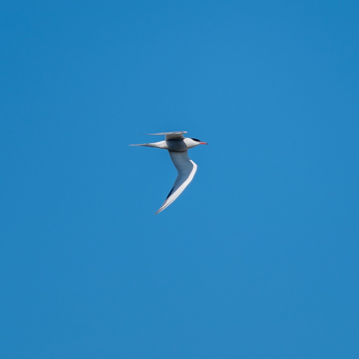 Common Tern - ML617979391