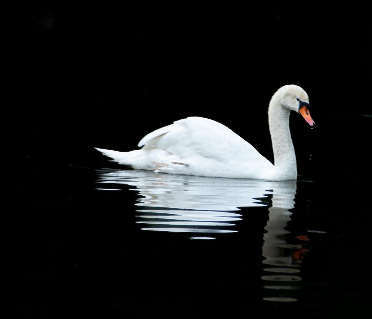 Mute Swan - Yukti Garde