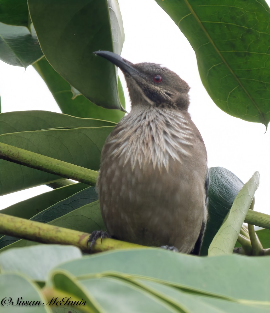 New Caledonian Friarbird - Susan Mac
