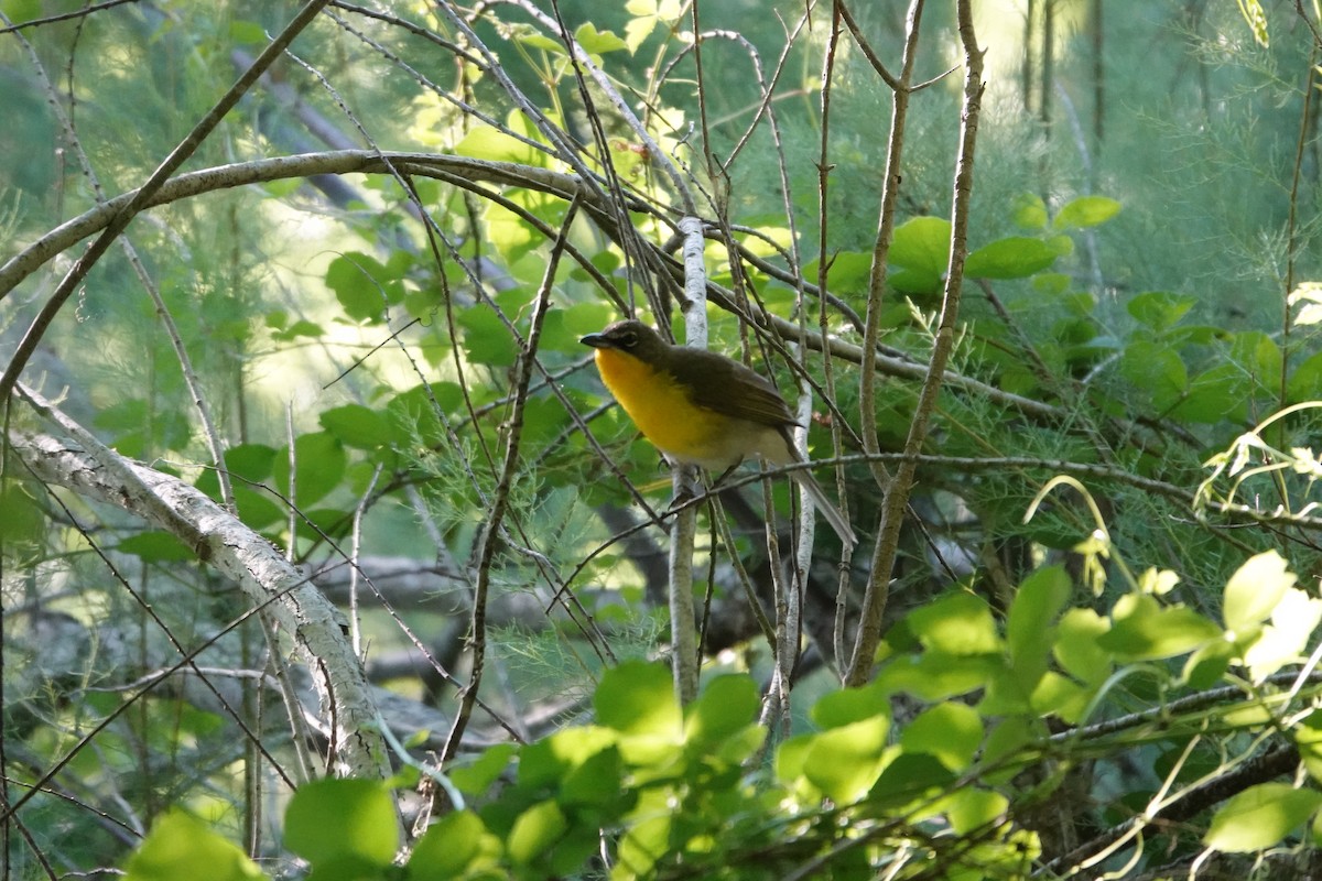 Yellow-breasted Chat - ML617979451