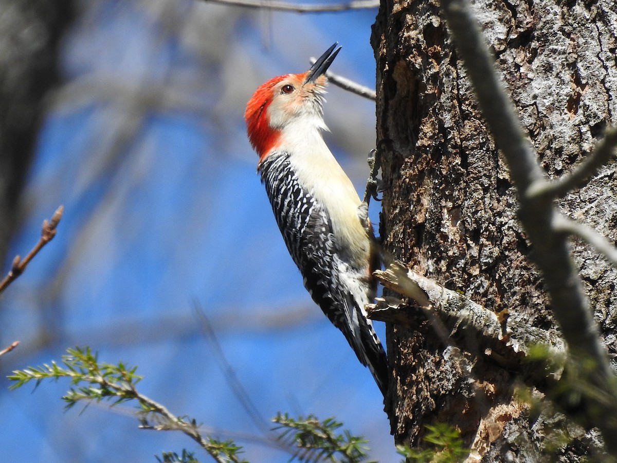 Red-bellied Woodpecker - ML617979458