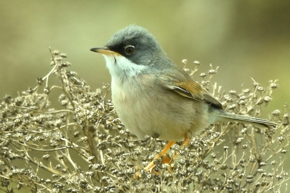 Spectacled Warbler - ML617979485