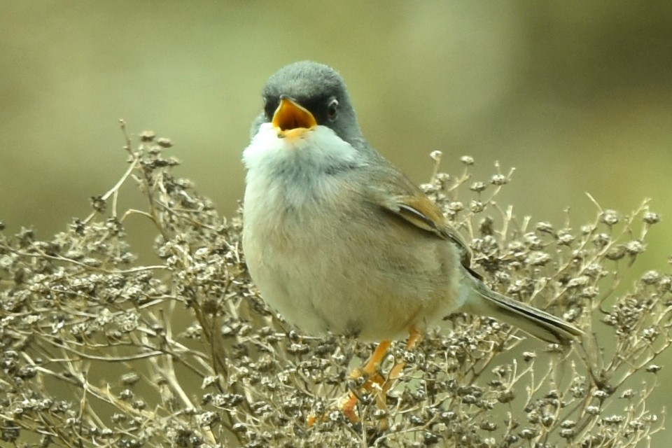 Spectacled Warbler - ML617979487