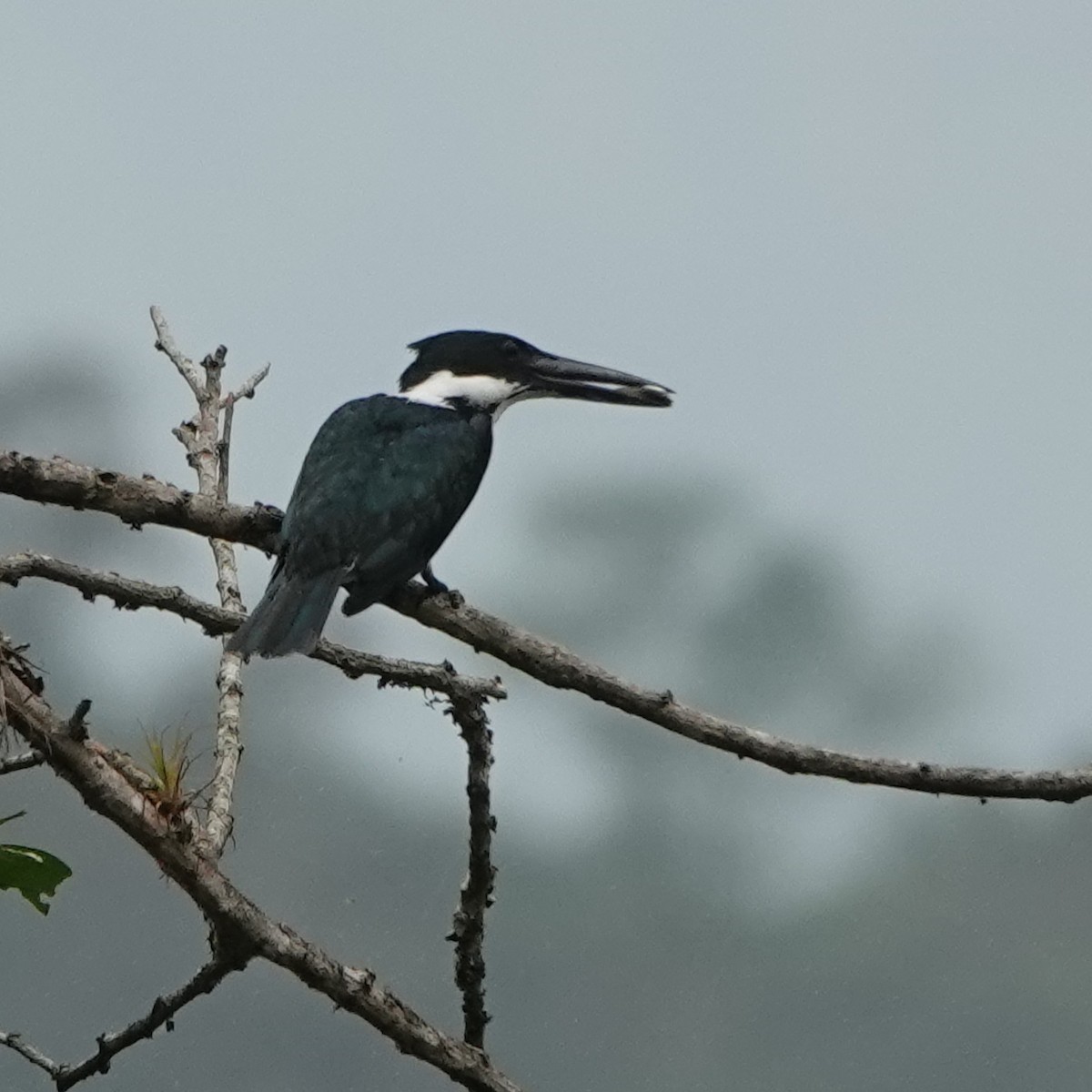 Amazon Kingfisher - Jana Lagan