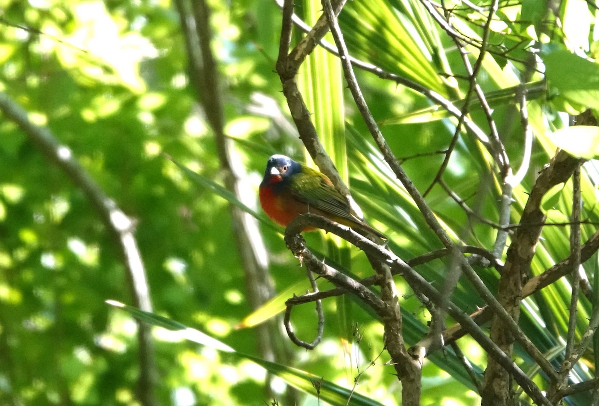 Painted Bunting - ML617979499