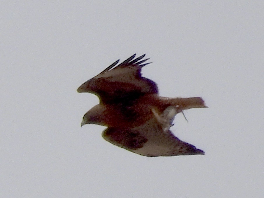 Red-tailed Hawk - ML617979504