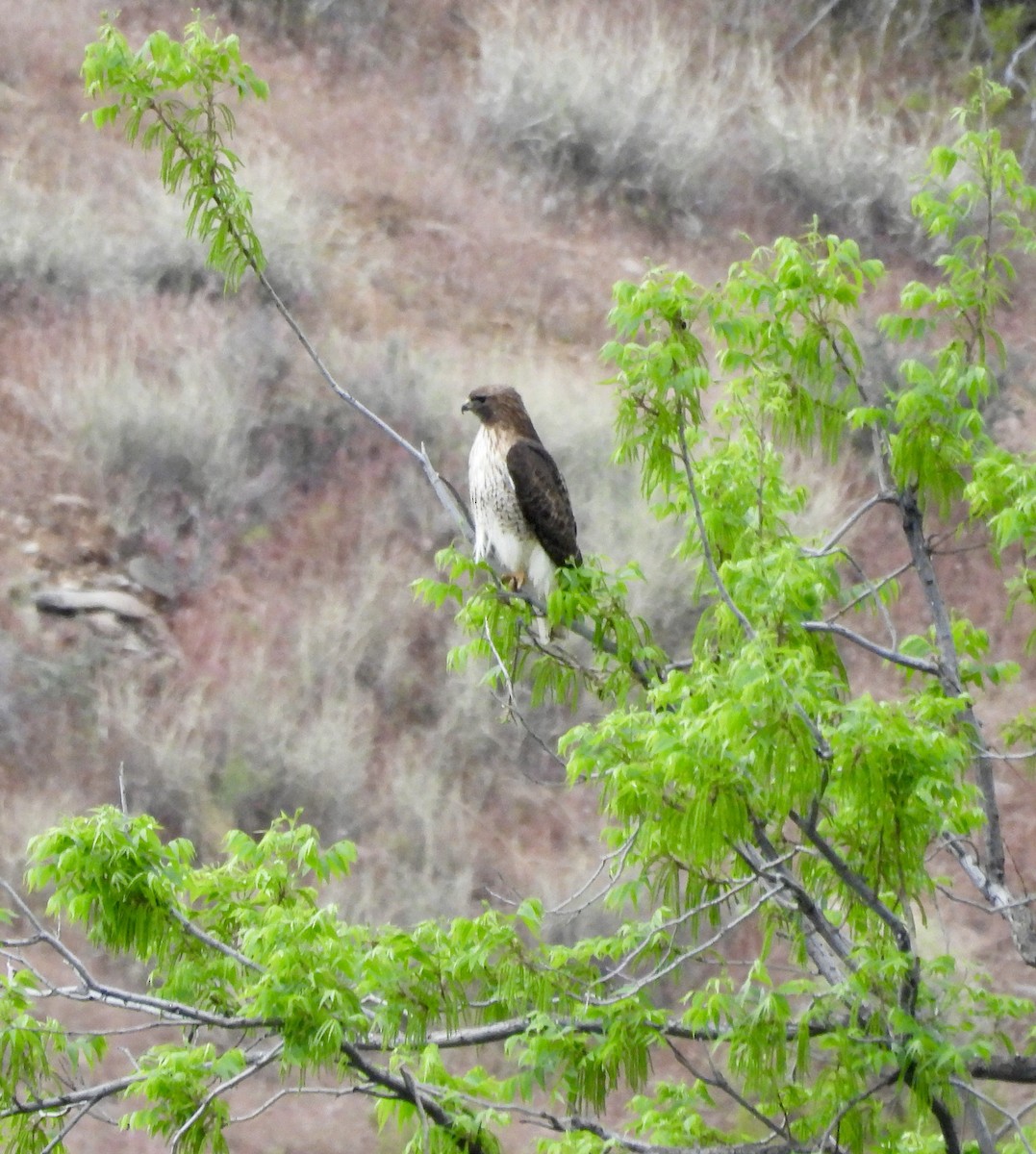 Red-tailed Hawk - ML617979505
