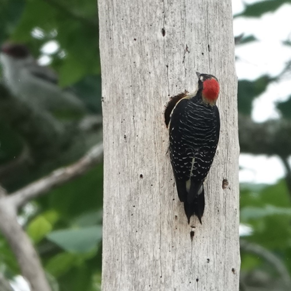 Black-cheeked Woodpecker - Jana Lagan
