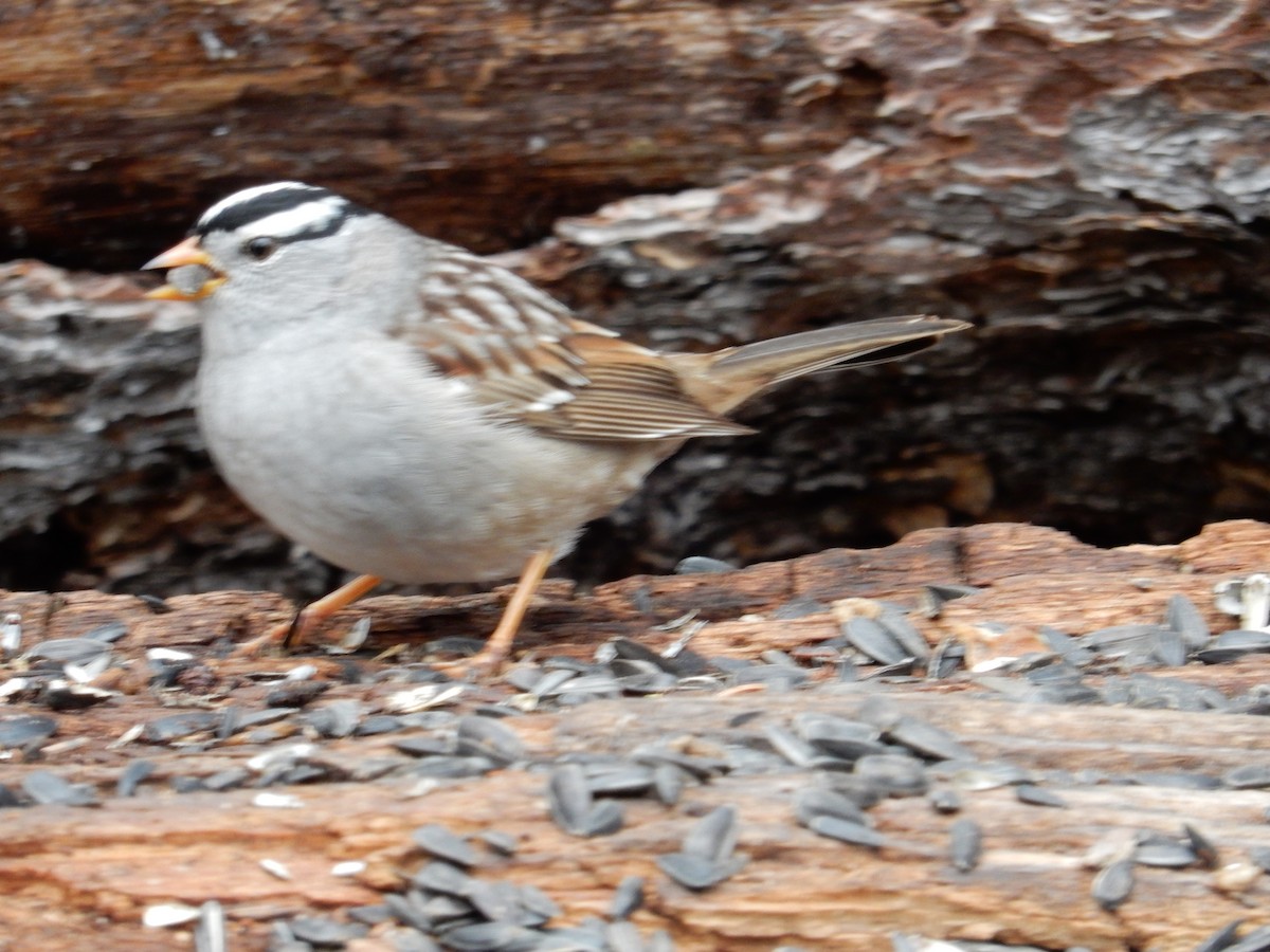 White-crowned Sparrow - ML617979516