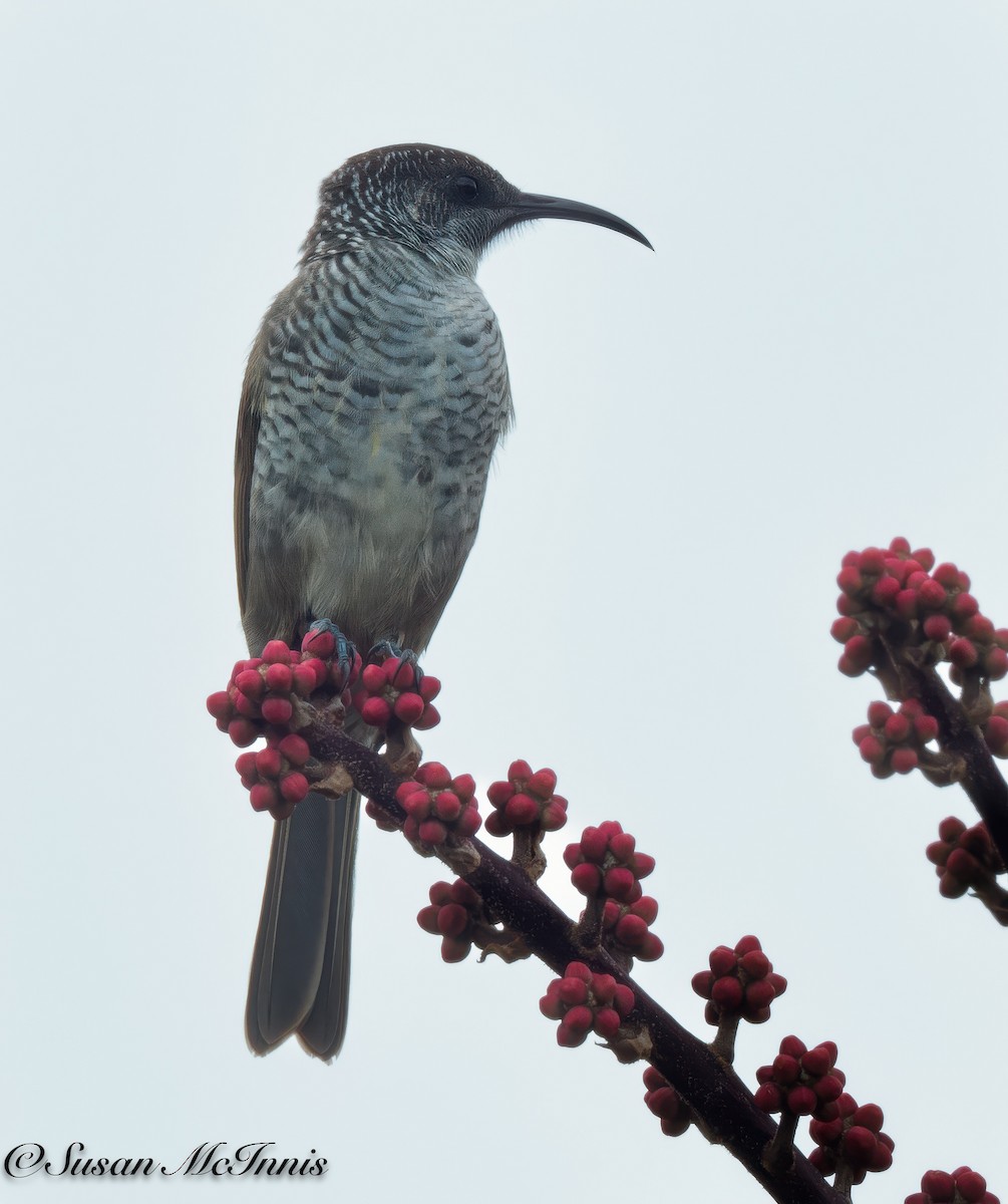 Shining Bronze-Cuckoo (New Caledonian) - ML617979525