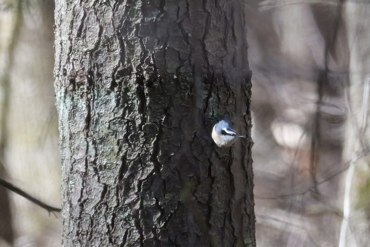 Red-breasted Nuthatch - Russ Smiley