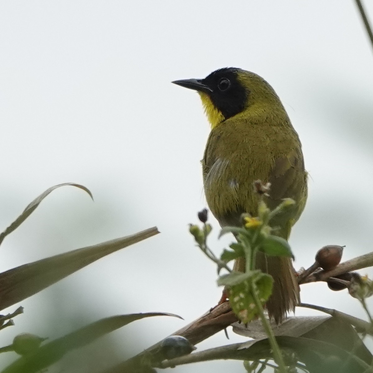 Olive-crowned Yellowthroat - ML617979539