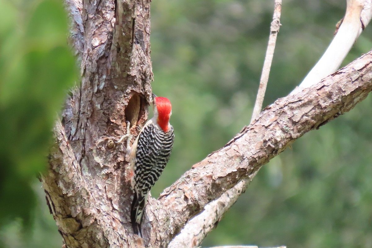 Red-bellied Woodpecker - ML617979577