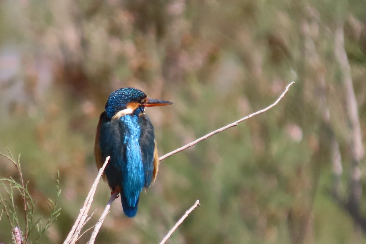 Common Kingfisher - Reza Askari
