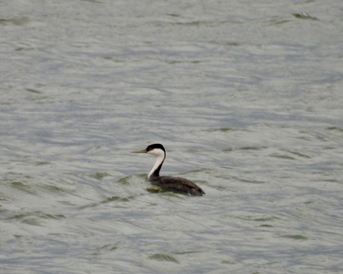 Western Grebe - Heather and Laurence Brownell