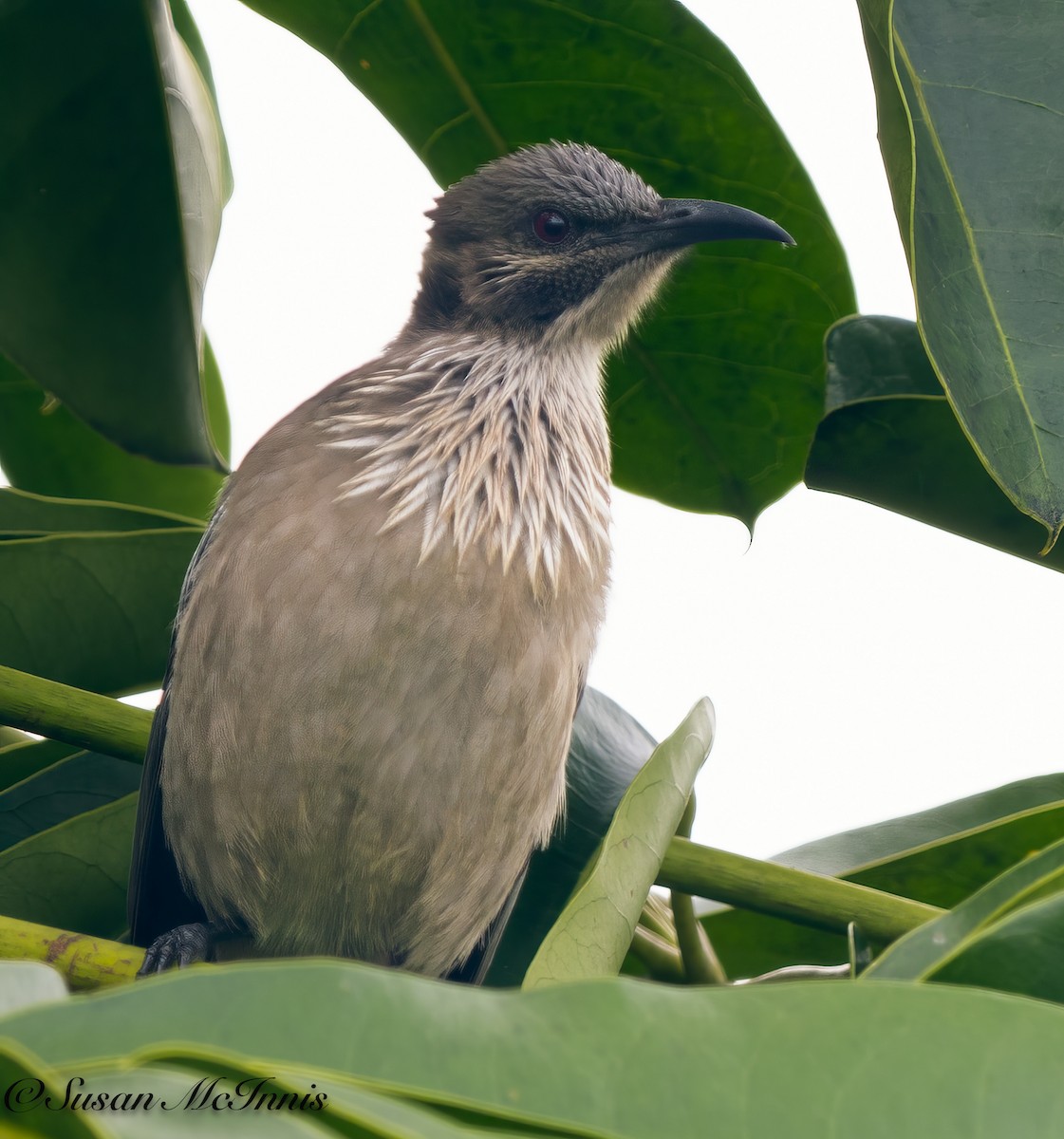 New Caledonian Friarbird - ML617979644