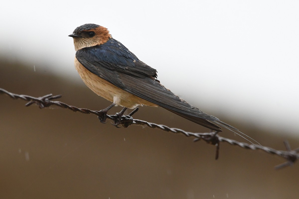 Red-rumped Swallow - ML617979648