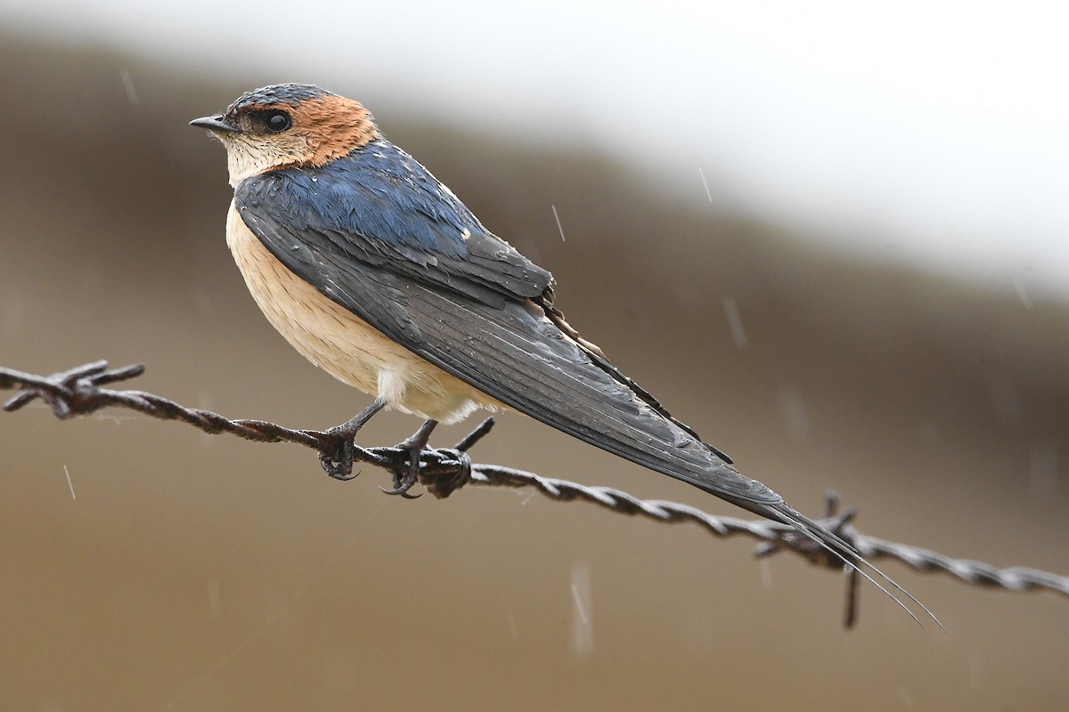 Red-rumped Swallow - ML617979653