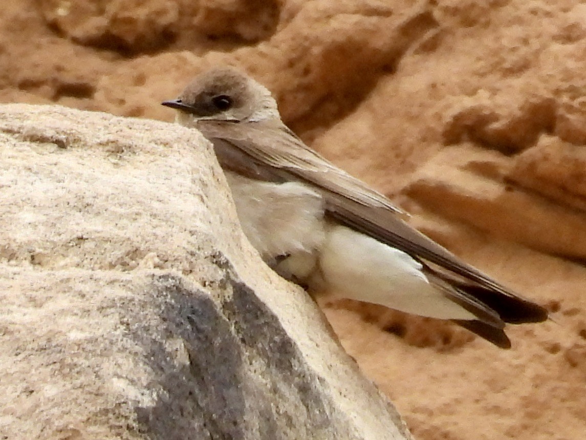 Northern Rough-winged Swallow - ML617979664